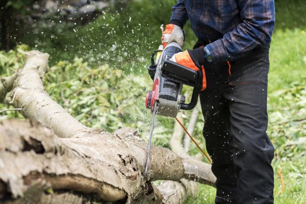 Cost of Branch Removal Service in Rogers