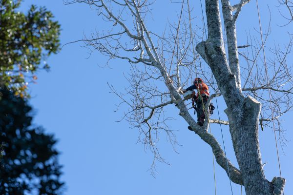 Cost of Tree Topping Service in Rogers