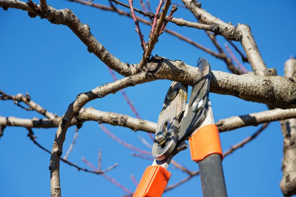 Cost of Tree Shearing in Rogers