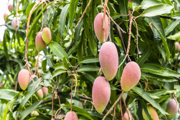 Cost of Mango Tree Trimming in Rogers