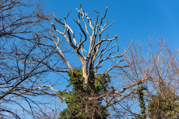Cost of Deadwood Removal in Rogers