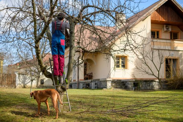 Residential Tree Trimming Service