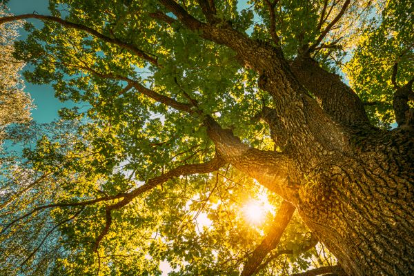 Cost of Oak Tree Pruning in Rogers