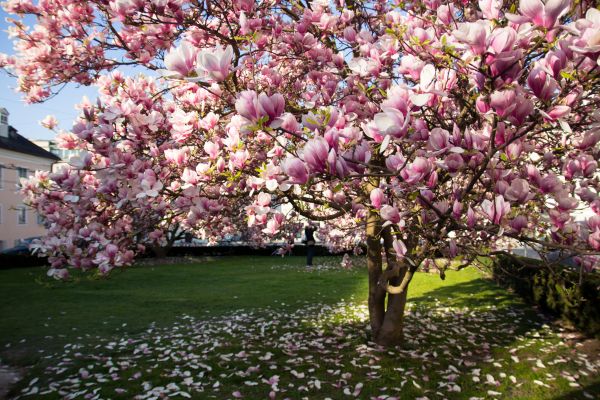 Cost of Magnolia Tree Pruning in Rogers