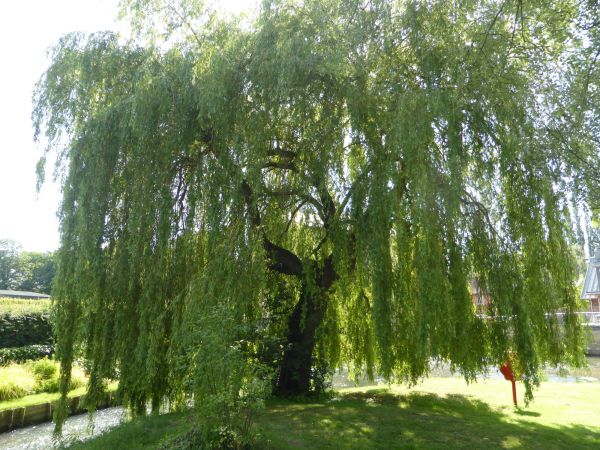 Cost of Willow Tree Trimming in Rogers