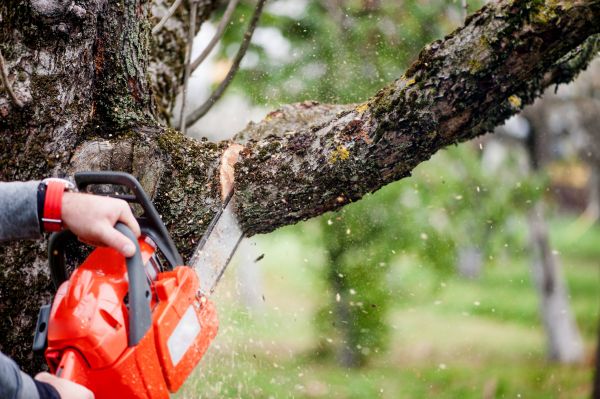 Cost of Tree Limbs Removal in Rogers