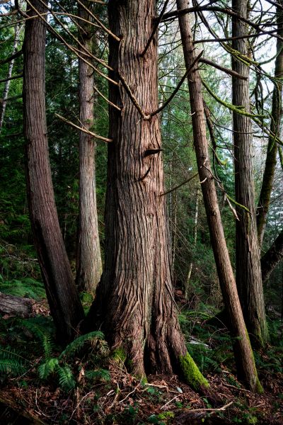 Cedar Tree Trimming Service