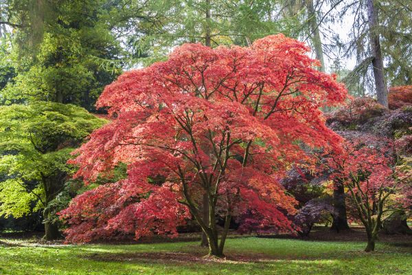 Japanese Maple Pruning in Rogers