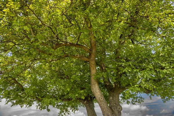 Cost of Walnut Tree Trimming in Rogers