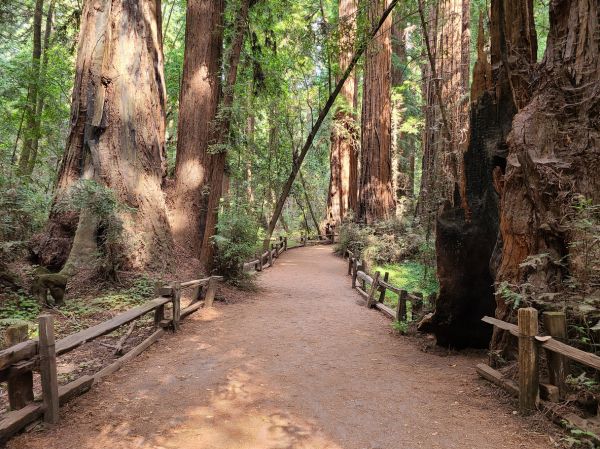 Cost of Redwood Tree Pruning in Rogers