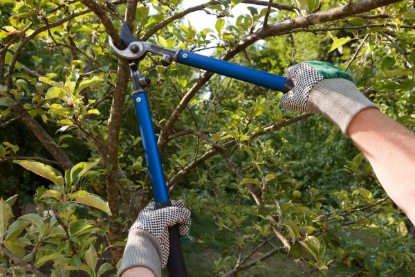 Cost of Residential Tree Pruning in Rogers
