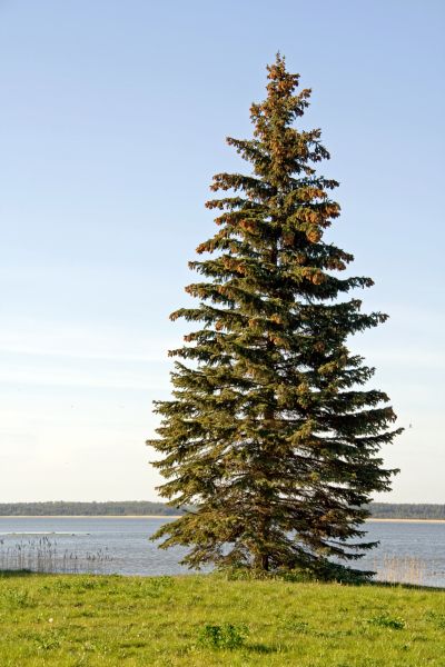 Cost of Spruce Tree Pruning in Rogers