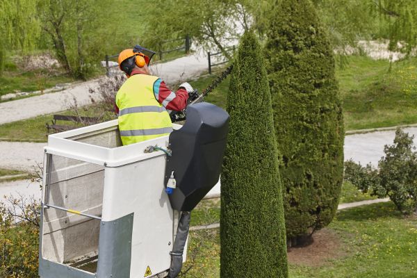 Cypress Tree Pruning Service