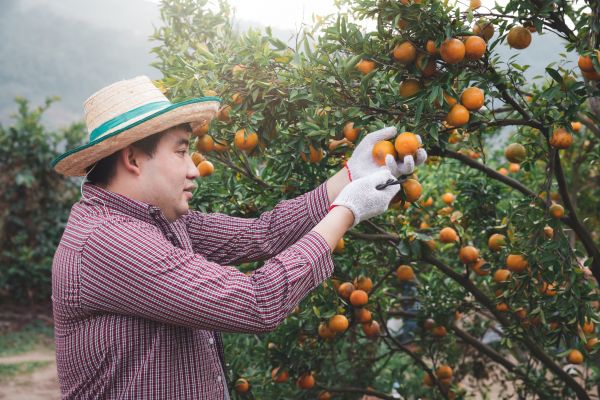 Orange Tree Pruning Service
