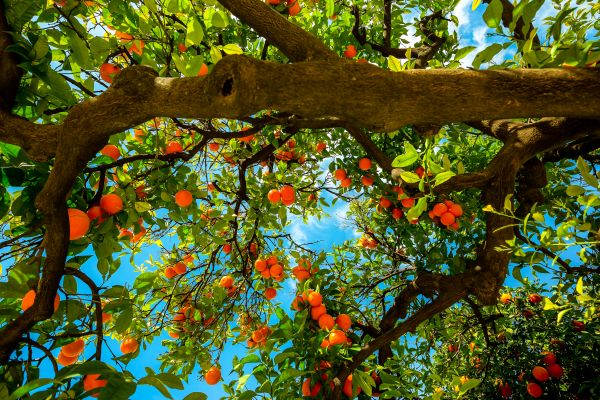 Orange Tree Shaping