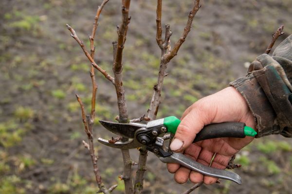 Cost of Pear Trees Pruning in Rogers