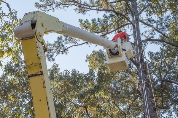 Cost of Limbs Trimming in Rogers