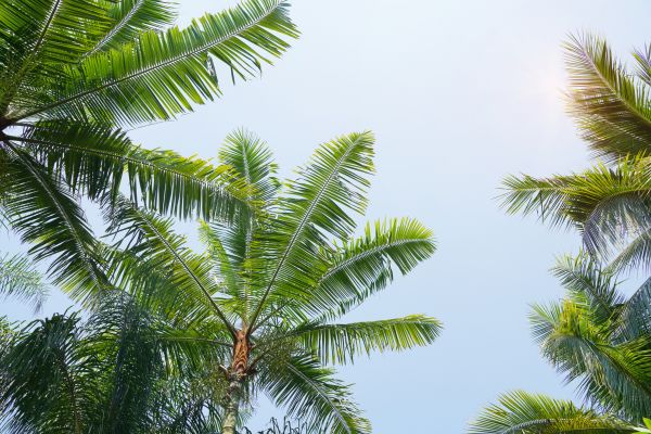 Cost of Queen Palm Tree Trimming in Rogers