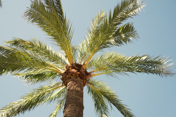 Cost of Queen Palm Pruning in Rogers