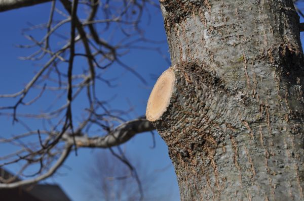 Cost of Limb Pruning in Rogers
