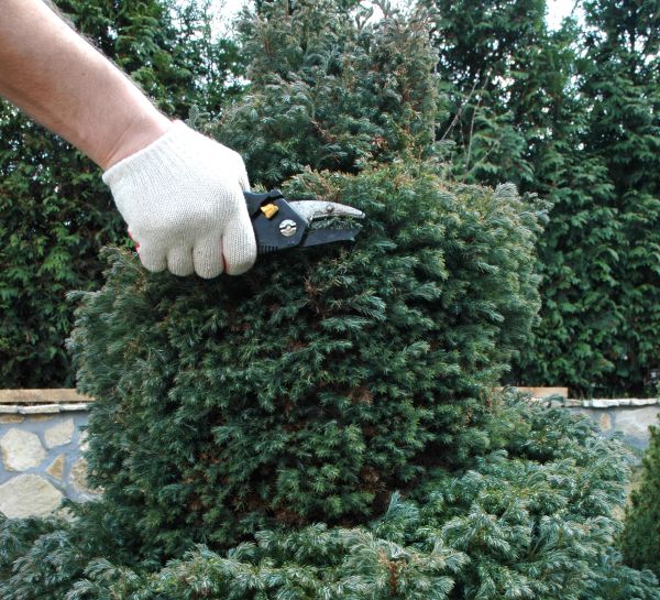 Cost of Ornamental Tree Trimming in Rogers