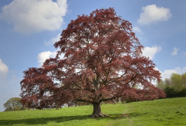 Cost of Beech Tree Pruning in Rogers