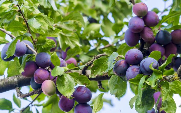Fruit Tree Pruning