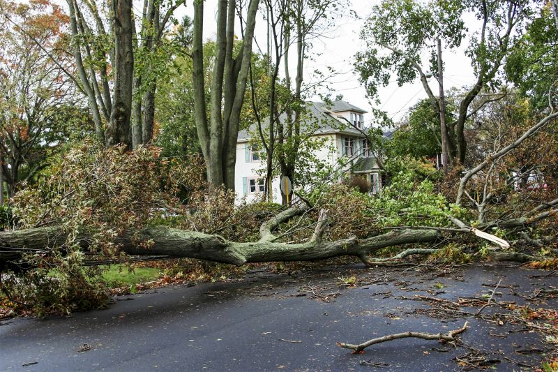Fallen Tree on Road