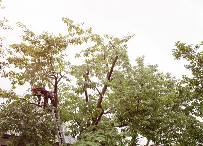 Tree Canopy Thinning detail