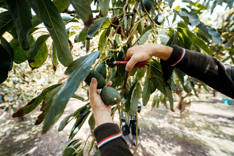 Orchard Tree Pruning