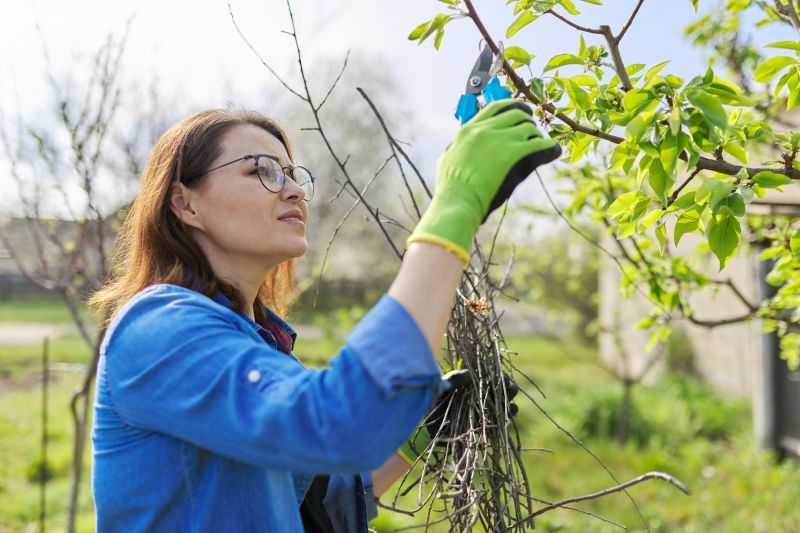 Pear Trees Pruning
