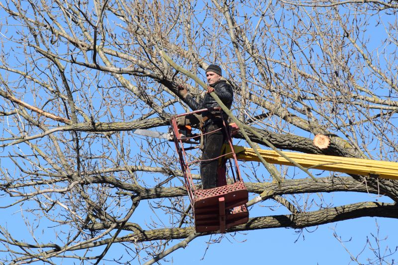 Tree Care in Progress