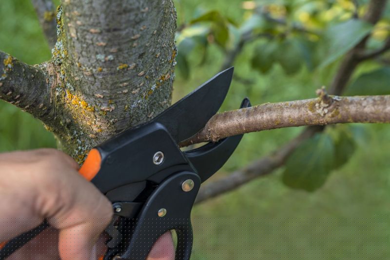 Tree Trimming Service