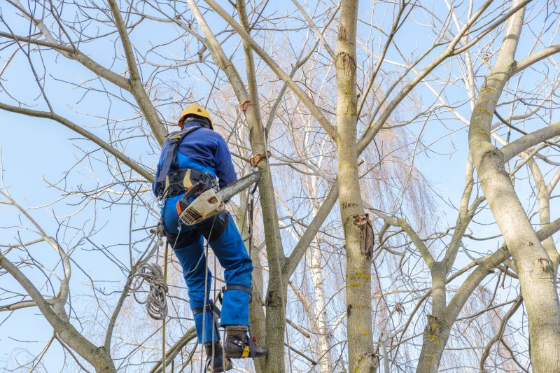 Seasonal Tree Care